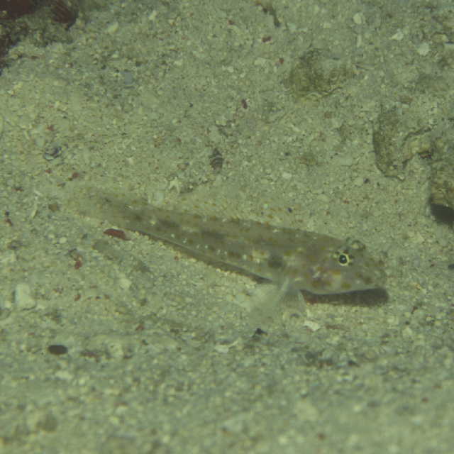 Fusigobius pallidus